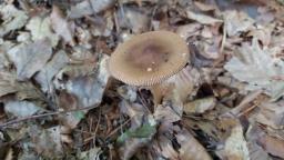 Amanita fulva