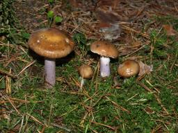 Cortinarius collinitus