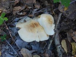 Tricholoma stiparophyllum