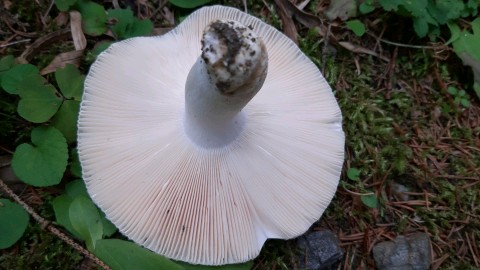 Russula virescens