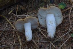 Russula grata