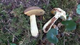 Butyriboletus roseogriseus