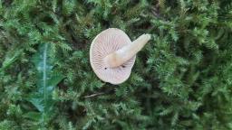 Tricholoma sulphureum