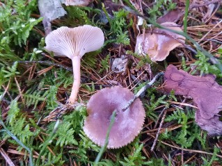 Rhizocybe pruinosa