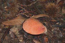 Fistulina hepatica