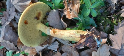 Suillus grevillei