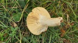 Russula faginea