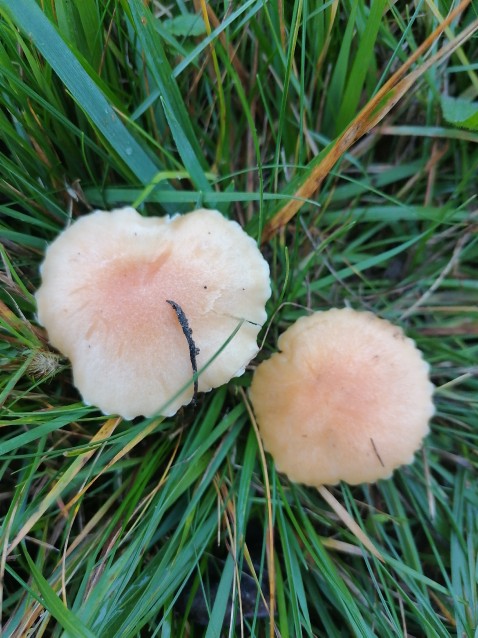 Hygrocybe punicea