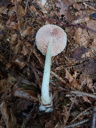 Volvariella murinella