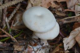 Clitocybe phaeophthalma