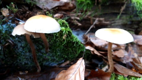 Hypholoma capnoides