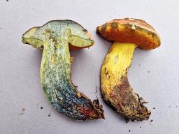 Suillellus queletii