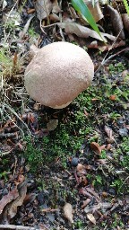 Butyriboletus appendiculatus