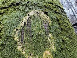 Chromocyphella muscicola