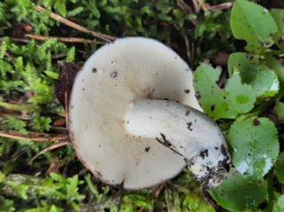 Suillus granulatus