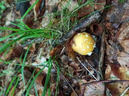 Amanita gemmata