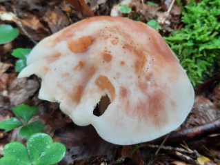 Rhodocollybia maculata