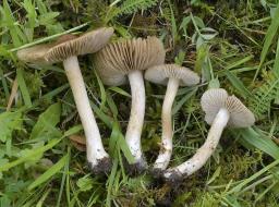 Inocybe fuscidula