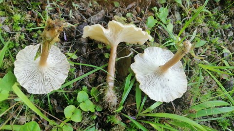 Clitocybe costata