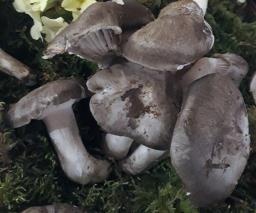 Hygrophorus marzuolus