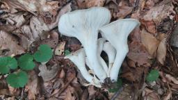 Pleurotus cornucopiae