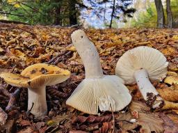 Russula ochroleuca