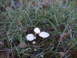 Clitocybe odora