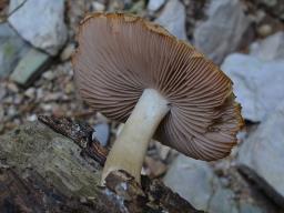 Cystoagaricus silvestris