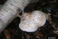 Fomitopsis betulina