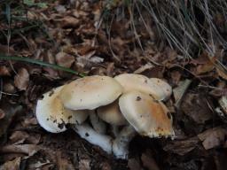 Cortinarius sebaceus