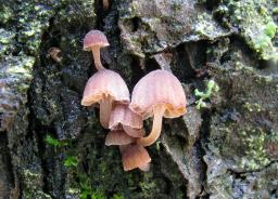 Mycena meliigena