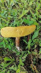 Suillus grevillei