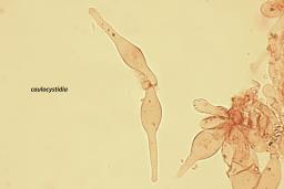 Psathyrella corrugis