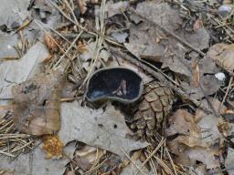 Helvella solitaria