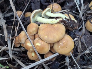 Hypholoma fasciculare