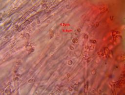 Calyptella capula