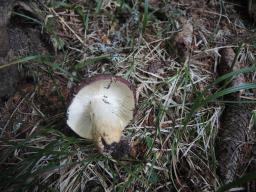 Russula viscida