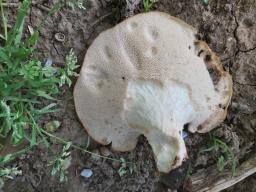 Polyporus tuberaster