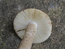 Amanita lepiotoides
