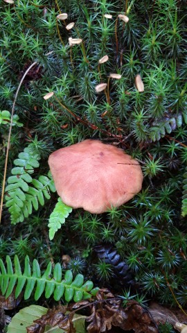 Phylloporus rhodoxanthus