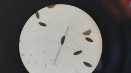 Rosellinia corticium