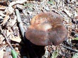 Neoboletus xanthopus