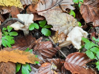 Helvella crispa