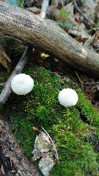 Lycoperdon perlatum