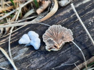 Schizophyllum commune