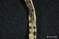 Puccinia porri