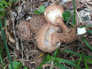 Echinoderma calcicola