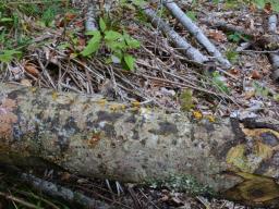 Calocera furcata