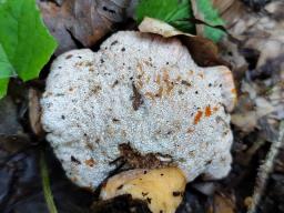 Hypomyces lateritius