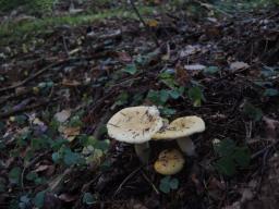 Russula ochroleuca